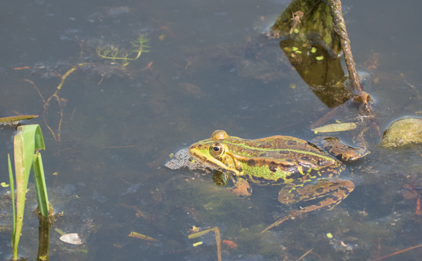 Une grenouille statique dans l'eau d'un étang. Elle a un paquet de bulles collé à sa bouche.