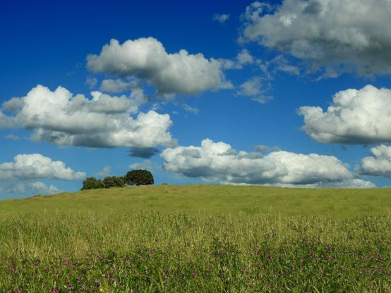A wide grassy meadow stretches into the distance under a deep blue sky dotted with fluffy white clouds. In the background, a small cluster of oak trees stands atop a gentle hill, while wildflowers with purple blossoms bloom in the foreground. The scene evokes peace and tranquillity.