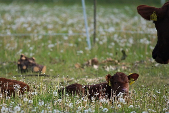eine kleines Bullenkalb liegt auf einer Wiese inmitten von Pusteblumen. Rechts oben ragt der Kopf der Mutterkuh in's Bild