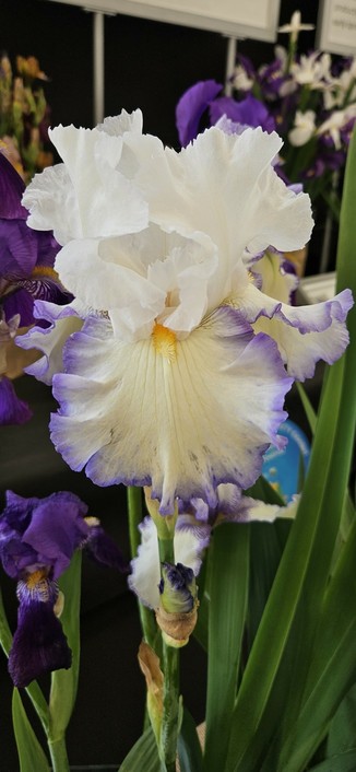 Bearded Iris Queen's Circle