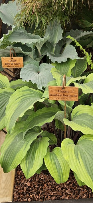 Two of my favourite hostas. Monkey Business in front and Sky Write behind.