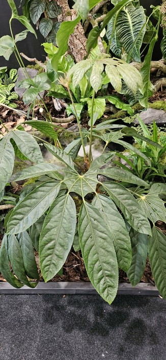 Trevesia burckii is such a rare houseplant that I was surprised to see it on three separate stands yesterday. Sometimes called the ghost's foot and originally from the jungles of Sumatra. If you want a hardier look a like the  search out Brassiopsis mitis.
