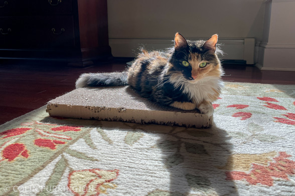 Longhaired calico cat resting on thin, tattered slabs of cardboard.