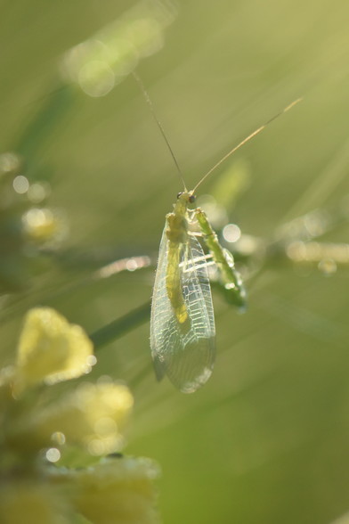 A small green lacewing sits on a stalk of grass. Sunlight is shining through the wings and illuminates the fine pattern of veins in the wings.

In the background and out of focus are flowers and other grass stalks. The blurry outlines seem to form lines that run diagonally from bottom left to top right. 

Colours are all shades of green and yellow except for the bright white of the veins in the wings.
