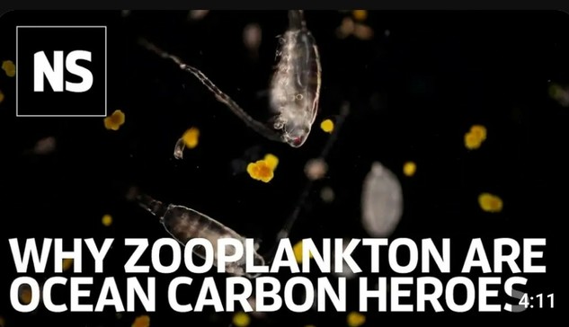 image/jpeg a caption of "Why Zooplankton are Ocean Carbon Heros" with the NS logo of New Scientist. Translucent torpedo shaped copepod zooplankton are seen in the image against a black background.