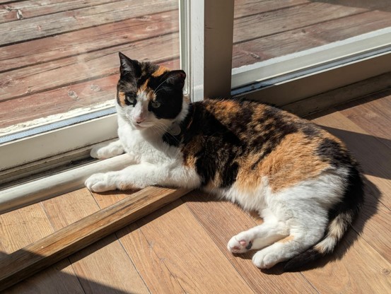 Ciri, a calico cat, lying in the sun through the patio door
