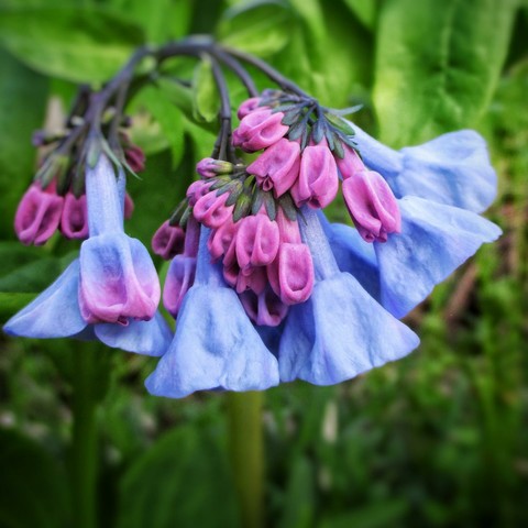 A macro shot of a Virginia bluebell flower. Not fully bloomed the rich blues and purples stand out against the green background.