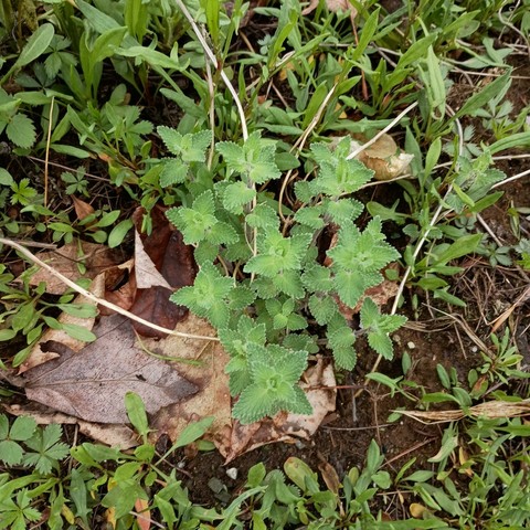 A catmint plant in my garden. I planted it last fall. With all the rain recently it is thriving. Lots of catnip on the way.