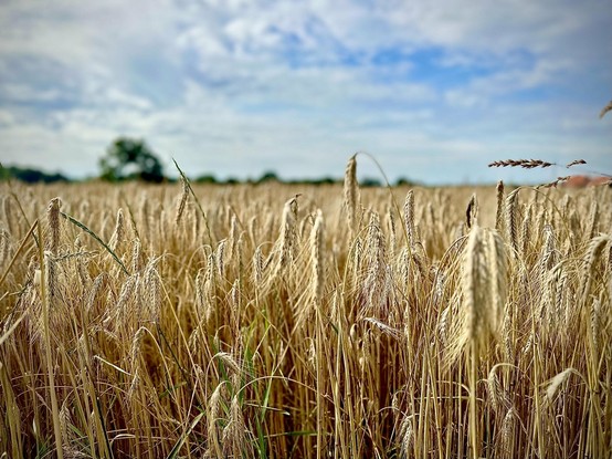 This image depicts a field heavily laden with ripe wheat. The wheat stalks are tall and golden, giving the field a rich, textured appearance. Above the wheat, there's a partially cloudy sky with blue patches showing, suggesting a calm, possibly warm day. In the background, a few trees and possibly some farm structures are faintly visible. The focus and depth of field emphasize the wheat, making it the dominant feature of the photograph.