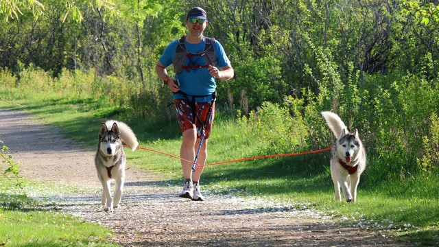 Dale, in multi-colored running shorts, primarily red, and a bright blue T-shirt under a running vest runs towards the viewer, preceded by two huskies, who are attached to his waist by a split lead. They're both running towards the viewer too, heads and tails up and alert. It's a bright spring morning, with the sun coming in somewhat low from the right creating high contrasts of green and shadow in the vegetation behind them.