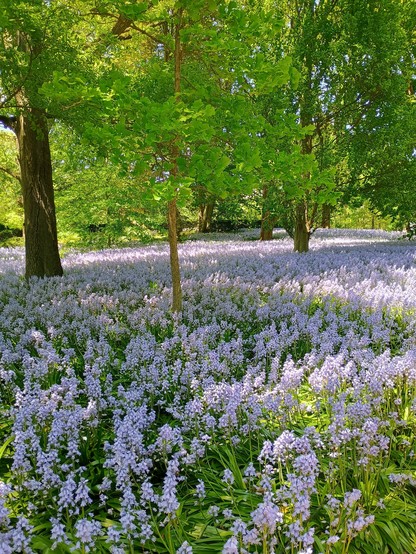 A field of bluebells in bloom with green trees interspersed.