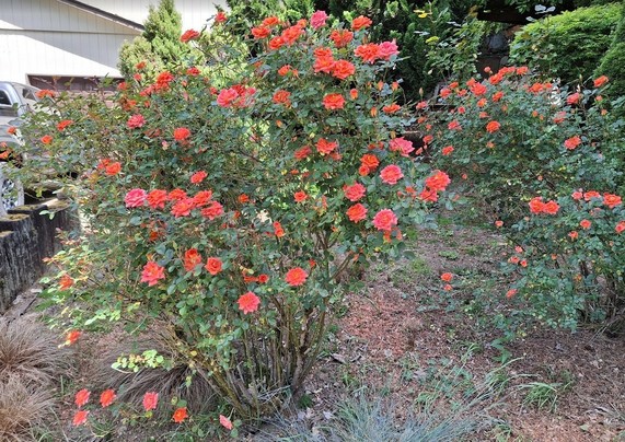 Two 'rocketeer' miniature rose bushes have entered full bloom stage since being only buds roughly two weeks ago. The fully opened blooms are slightly larger than a golf ball, and will range from  a coral tinged with yellow bud into a full coral bloom that will fade to a salmon color as each dies off.