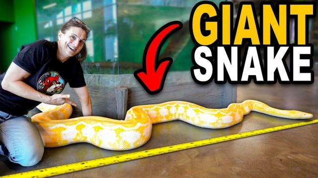 Is My New Snake The Largest Snake I've Ever Had?