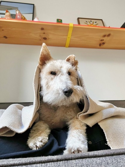 A dog on the couch has a blanket pulled up over their head.