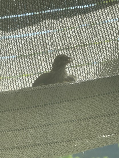 With a strong back light in the gray roller shade, mama bird looks really washed out as she sticks her head and her wings up over the edge of the shade to try to cool off. She's got her mouth open and is panting. To the right and below her one of the babies has stuck its head up over the edge of the rolled up shade and is panting as well.