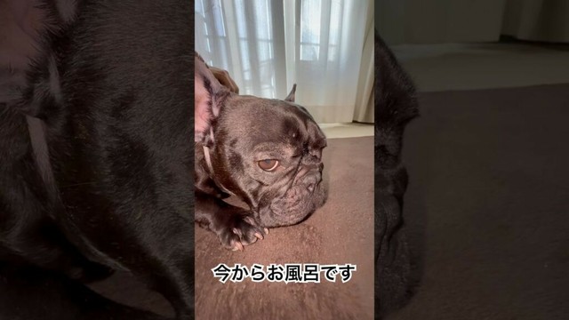 【今朝の凛さん】今からお風呂に入るフレンチブルドッグ🐶#frenchie #frenchbulldoglife #frenchbulldog #shorts