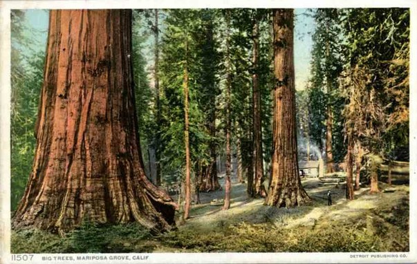 Vintage postcard of giant sequoia trees in Mariposa Grove, California, with a small cabin nestled within the forest.
