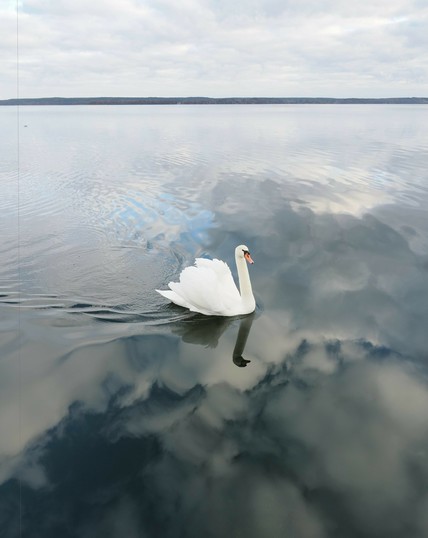 The image shows a swan gracefully swimming on a calm body of water. The water reflects the sky and clouds, creating a serene and picturesque scene.