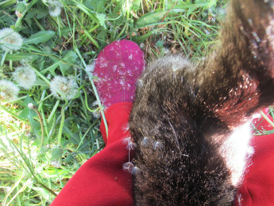 Ein himbeerroter Pantoffel und ein Stück Katze auf einer Wiese, beides voll mit den Schirmfliegern der Pusteblume