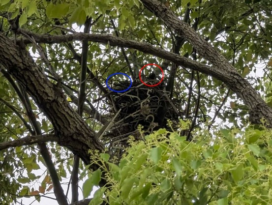 The crow's nest, with a red circle on top, we can see a crow's head inside, and a blue circle on the left, there is a tail, but it's very very hard to see - I could only see it because it moved)