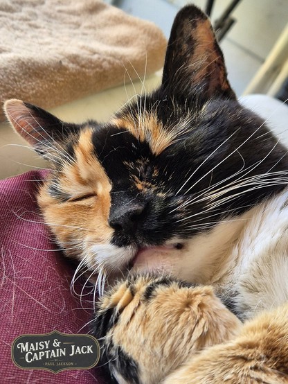 Completely relaxed and enjoying her nap, a charming snapshot of adorable calico cat Maisy!  Her fur is a lovely mix of black, orange, and white, which is so characteristic of calico cats. The way the colors are distributed on her face is particularly interesting, with a distinct division, almost half black and half orange. Laying mostly in her back, her little paws are tucked in front of her, and her whiskers are so delicate against her dark fur.