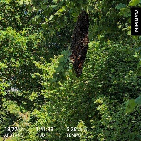 een zwerm bijen in een groene boom