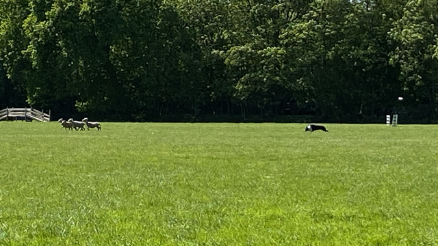 Sheep in the field being herded by a border collie