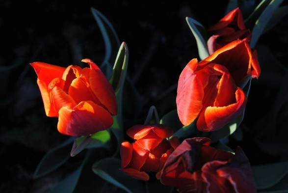 a bunch of red tulips hit by the evening sun, seen from above, with a background of green-black shadows and foliage