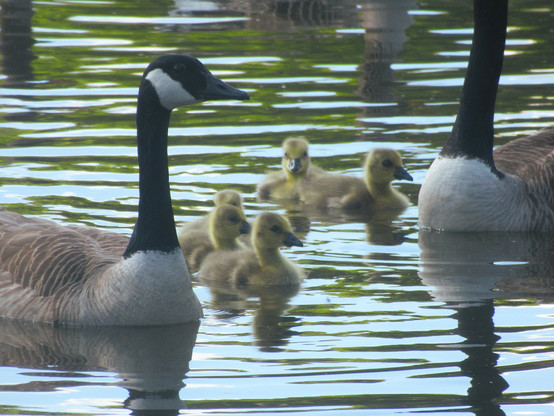 Kanadagänse-Paar mit Küken auf einem See