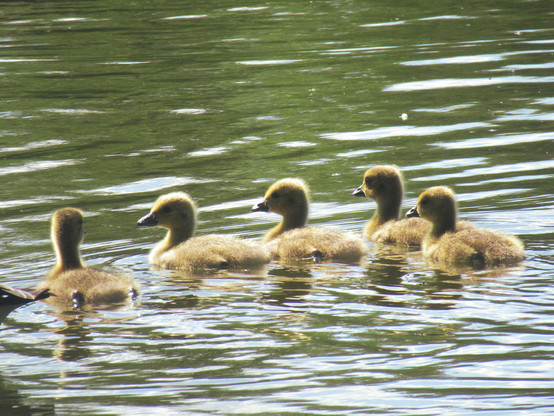 Fünf Gänseküken auf einem See