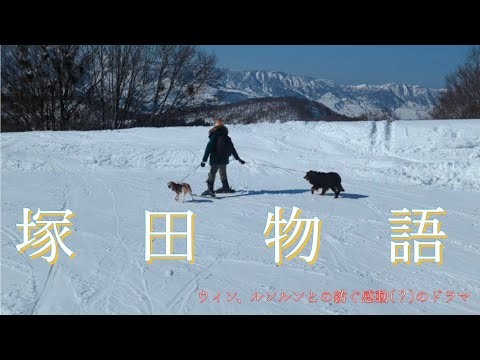 これが犬スキー
