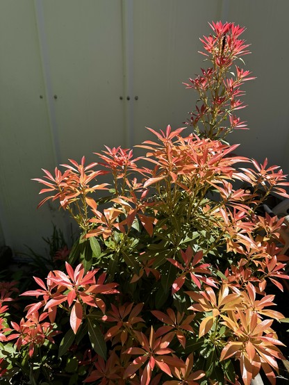 My Japanese Pieris (Mountain Fire) shrub having a lovely Spring blooming this year.