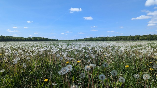 Blick auf eine Wiese mit hunderten Löwenzahn-Samen. 
Der Himmel ist blau mit wenigen weißen Wolken.