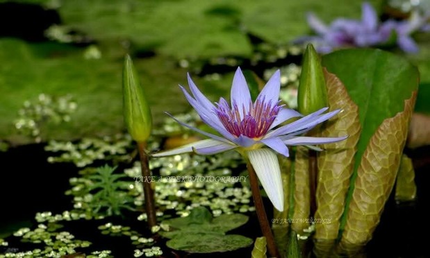 Waterlily