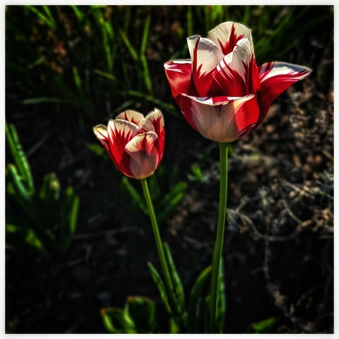 A close-up photograph shows two tulips. The larger tulip, in the foreground, is mostly red with white streaks and markings. The smaller tulip, slightly behind and to the left, has a similar colour pattern. Both flowers are in focus with green stems and are set against a blurred background of dark soil and green foliage.