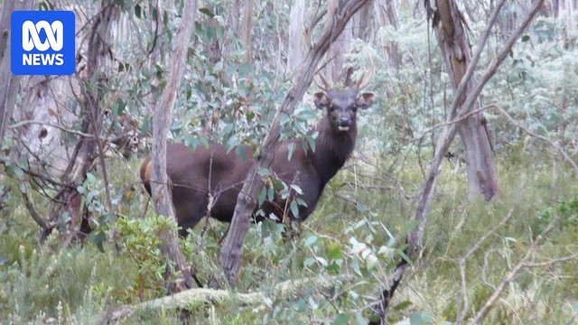 A Sambar deer in the bush.