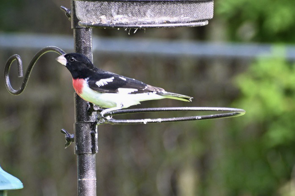 Rose-breasted Grosbeak