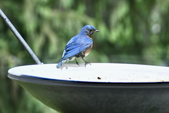 Male bluebird on the edge of a bird bath