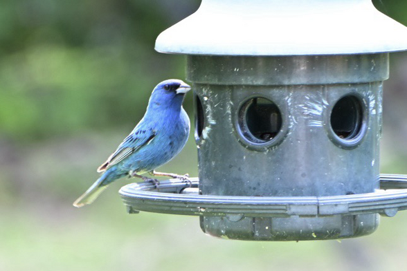 Indigo bunting on the feeder