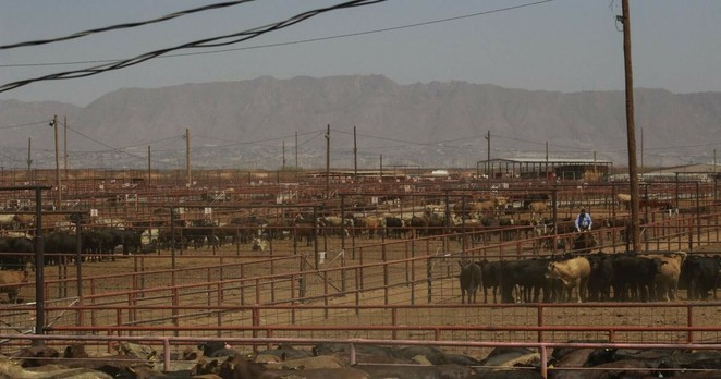 For borderland ranchers, a trade war adds to troubles |