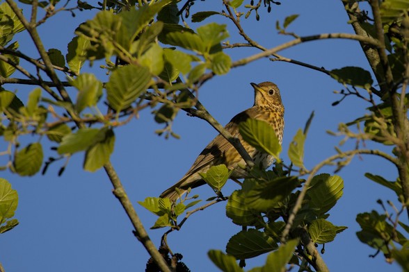 Song thrush (Turdus philomelos) looking over its shoulder in the nice golden sunlight of the early morning.