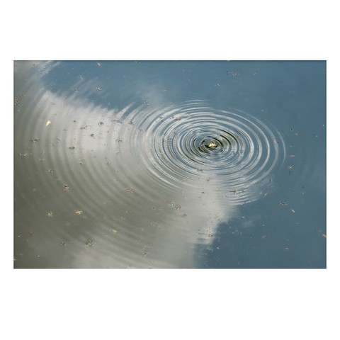 A butterfly fell into the water and fought desperately for its life. It began to flap its wings, creating a delicate ripple around itself on the surface of the water.