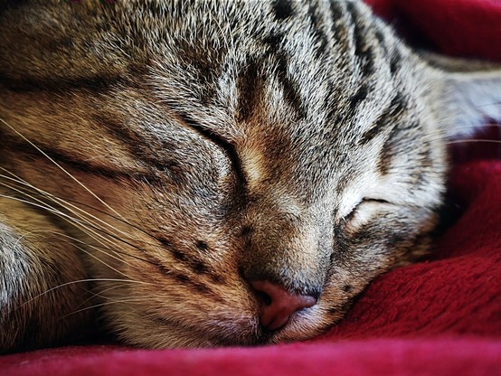 Bengal cat peacefully sleeping