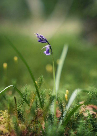 A solitary bluebell stem growing amongst moss and other bryophytes