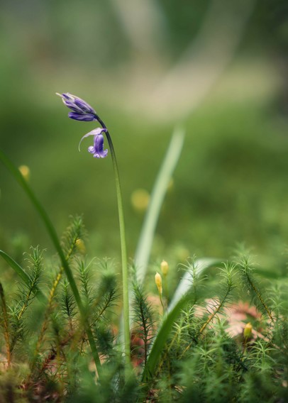 A solitary bluebell stem growing amongst moss and other bryophytes