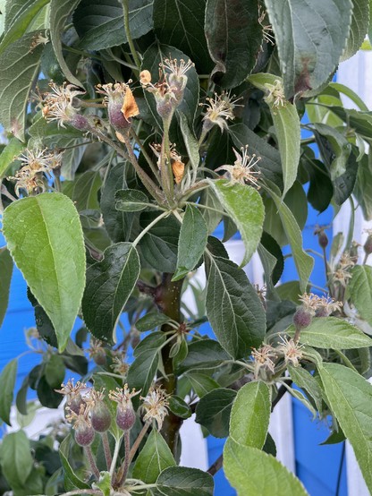 Small oblong slightly purple orbs form at the end of small stems with the apple flour tip. There are many bunches. All interspersed with large green leaves.