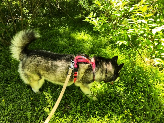 Lady Duchess, the husky, walking through deep grasses under the shade of trees.
