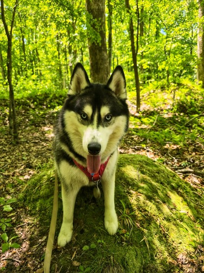 Lady Duchess, the husky, patiently posing for a portrait on a moss-covered mound in the woods.