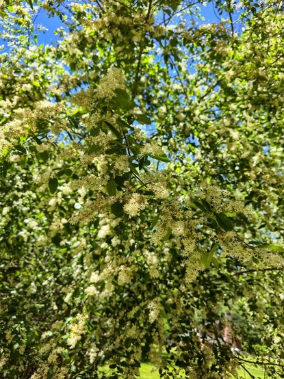 Lovely tiny flowers on a tree. They were fragrant.