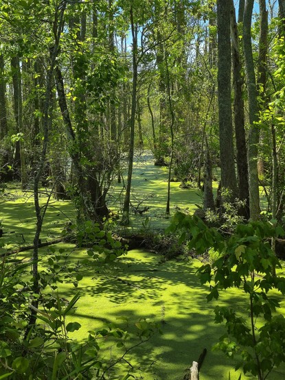 Trees in the green plant covered water of a wetlands.